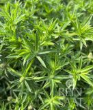 Mexikanischer Koriander - Eryngium foetidum (Bio-Samen)