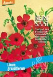 Linum grandiflorum - Roter Lein (Bio-Samen)