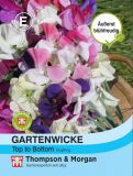 Lathyrus odoratus "Top to Bottom" - Gartenwicke