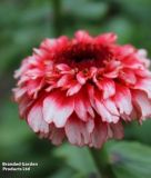 Zinnia elegans "Zinderella Fizz" - Zinnie