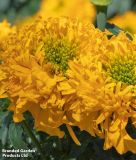 Tagetes erecta "Glow Up Gold" - Studentenblume
