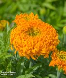 Tagetes erecta 
