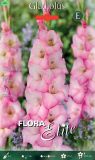 Edel-Gladiole "Priss"