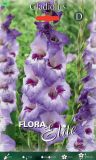 Edel-Gladiole "Vista"