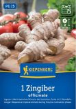 Ingwer - Zingiber officinalis