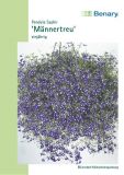Lobelia pendula "Saphir" - H�ngendes M�nnertreu
