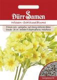 Primula veris - Echte Himmelsschl�ssel, Primel
