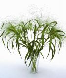 Panicum virgatum "Fontaine" - Zier-Rutenhirse