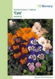Viola wittrockiana "Cats F1 Mix" - Stiefm�tterchen
