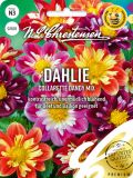 Dahlia pinnata "Collarette Dandy Mix" - Halskrausendahlie