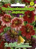 Salpiglossis sinuata "Mischung" - Trompetenzunge