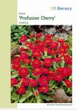 Zinnia x hybrida "Profusion Cherry" - Zinnie