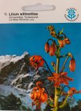 Lilium willmottiae - Chinesischer T�rkenbund