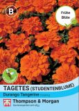 Tagetes patula 