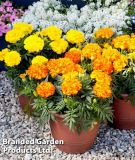Tagetes triploid "Endurance F1 Mix" - Studentenblume