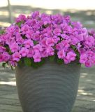 Impatiens walleriana "Beacon� F1 Blue Pearl" - Flei�iges Lieschen