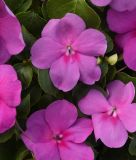 Impatiens walleriana 