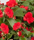 Impatiens walleriana 