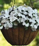 Impatiens walleriana "Beacon� F1 White" - Flei�iges Lieschen