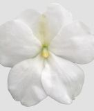 Impatiens walleriana 