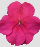 Impatiens walleriana 