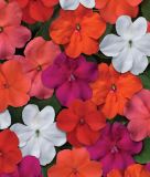 Impatiens walleriana 