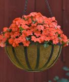 Impatiens walleriana "Beacon� F1 Salmon" - Flei�iges Lieschen