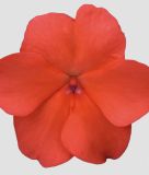 Impatiens walleriana 