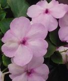 Impatiens walleriana "Beacon� F1 Light Pink" - Flei�iges Lieschen
