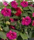 Impatiens walleriana 
