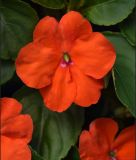 Impatiens walleriana 