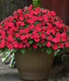 Impatiens walleriana "Beacon� F1 Lipstick" - Flei�iges Lieschen