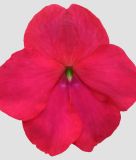 Impatiens walleriana 