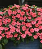 Impatiens walleriana "Beacon� F1 Coral" - Flei�iges Lieschen