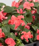 Impatiens walleriana 