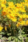 Arnica montana - Echte Arnika, Berg-Wohlverleih (Bio-Samen)