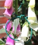 Kletterdraht mit Natursisal