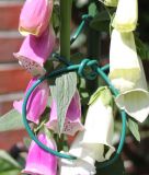 Kunststoff-Hohlschnur, gr�n