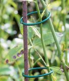 Pflanzen-Befestigungsringe, dunkelgr�n