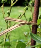 Drahtbinder mit Papiermantel