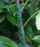 Flach-Bindedraht mit Drahtabschneider, gr�n