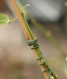 Kletter-Bindedraht, rau, gr�n