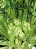 Puntarelle / Zichoriensalat "Catalogna Puntarelle di Galatina/Medusa" - Cichorium intybus  (Bio-Samen)