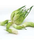 Puntarelle / Zichoriensalat 