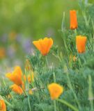 Eschscholzia californica 