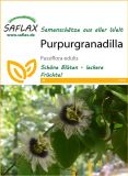 Passiflora edulis - Maracuja, Passionsfrucht, Purpurgranadilla