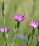 Agrostemma githgo "Wildform" - Kornrade