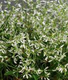 Euphorbia graminaea "Glitz F1" - Wolfsmilch, Bienen-Schleierkraut