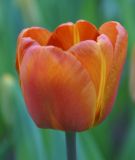 Triumph-Tulpe Brown Sugar