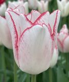 Triumph-Tulpe Beautytrend